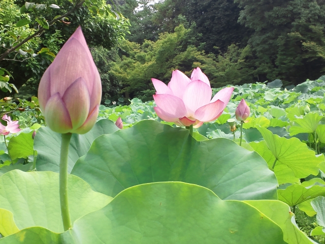 法金剛院の概要